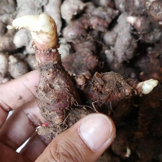 

Terlaris Bibit Jahe Merah Fresh 1 Kg By Argoplantbag