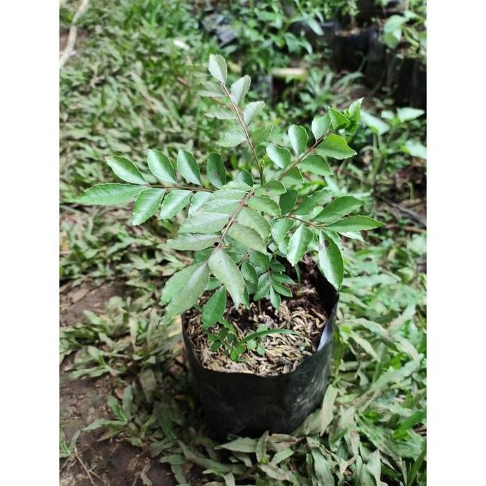 

Terlaris Bibit Pohon Salam Koja - Daun Curry - Daun Kare - Temurui