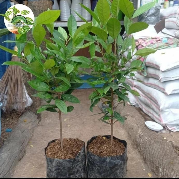 

Terlaris Pohon Daun Salam Masak / Bibit Daun Salam Masak