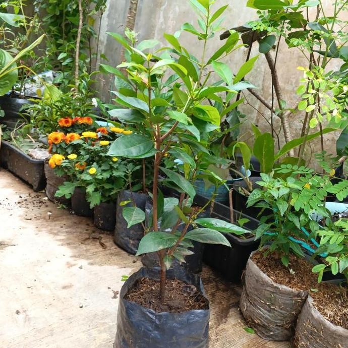 

Terlaris Hayuk Ngebon! | Bibit Daun Salam - Indonesian Bayleaf - Syzygium Polyanthum | Tanaman Rempah Aromatik