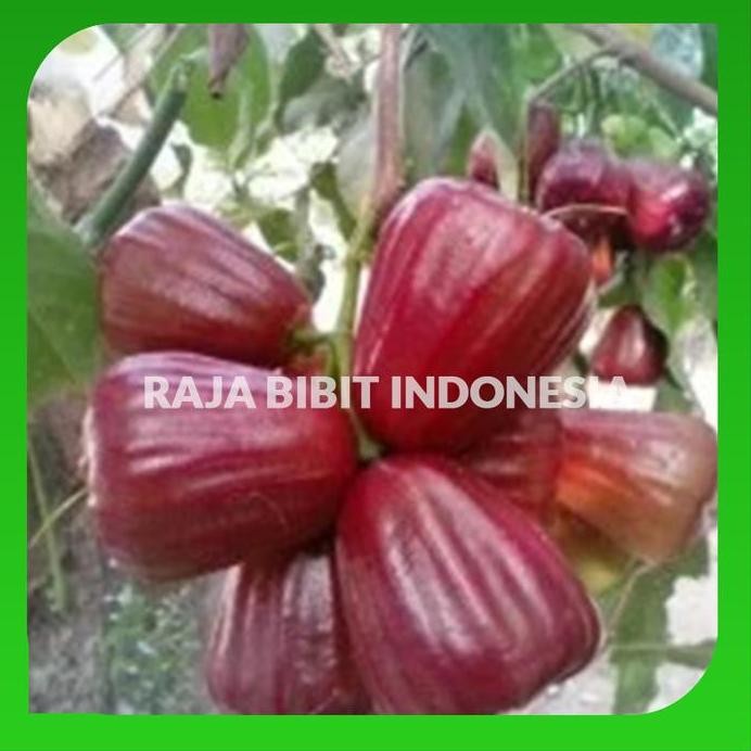 

Terlaris Bibit Jambu Dal Hari Super Cepat Berbuah Bibit Stek Okulasi