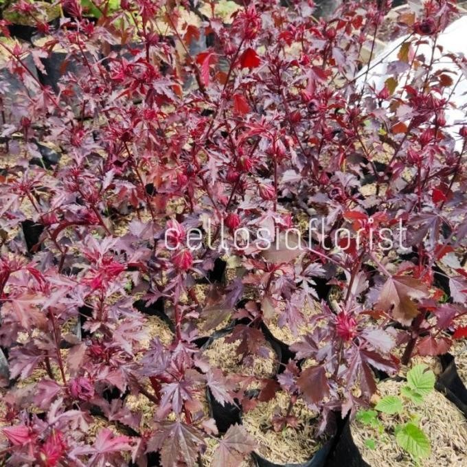 

Terlaris Tanaman Hibiscus Acetosella / Red Panama / Rosella Merah - Herbal