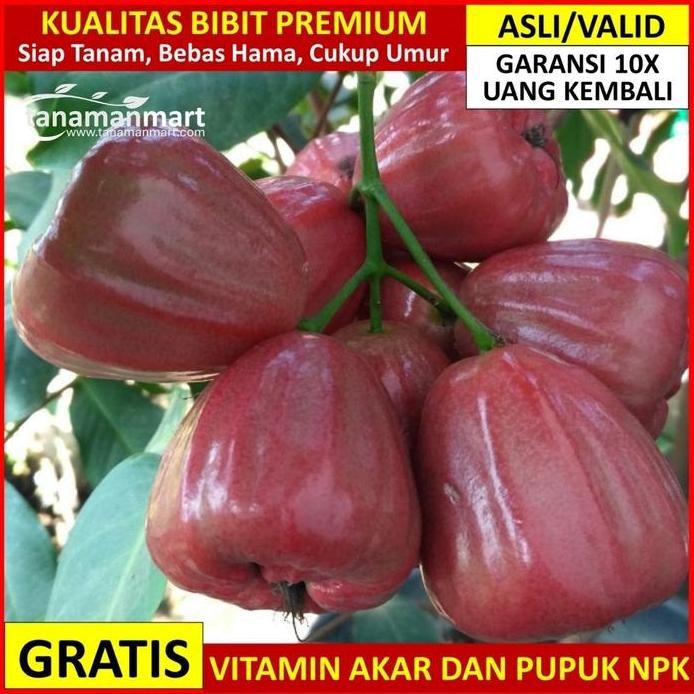 

Terlaris Bibit Jambu Air Dalhari Asli Bergaransi, Pohon Jambu Okulasi Valid