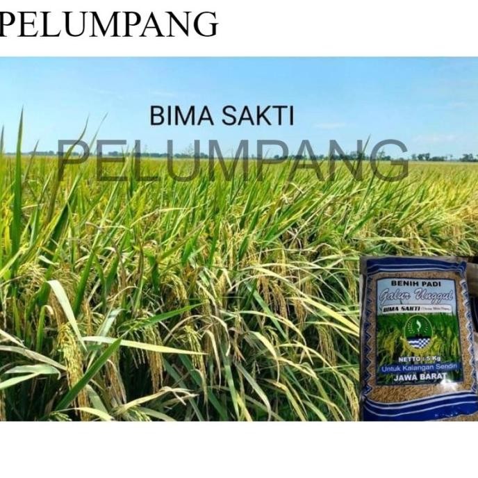 

Terlaris Padi Benih Padi Bima Sakti 5Kg