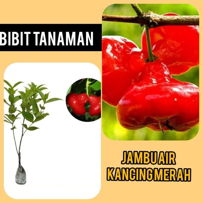 

Terlaris Bibit Jambu Air Kancing Merah Cepat Berbuah