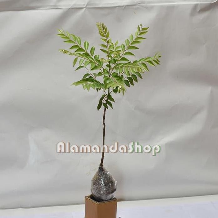 

Terlaris Bibit Bunga Daun Curry ( Salam Koja )