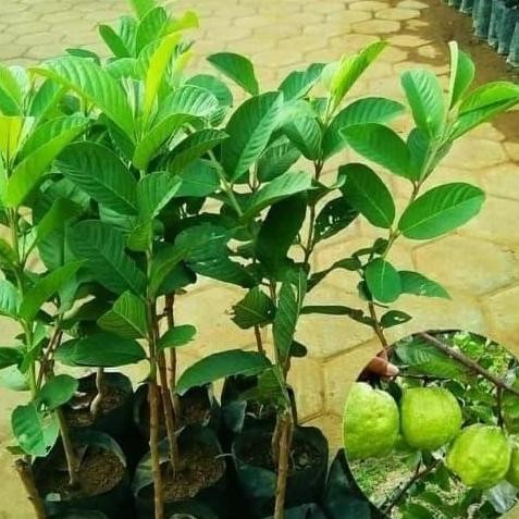 

Terlaris Jual Bibit Jambu Kristal/Tanaman Buah Murah