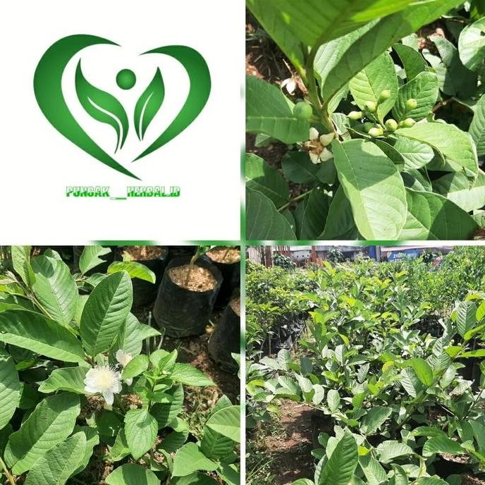 

Terlaris Bibit Tanaman Jambu Kristal Sudah Berbuah Pohon Jambu Kristal