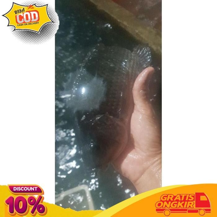 

DISKON IKAN MUJAIR SEGAR 1 KG (BUKAN FROZEN) MAJELA CITRA