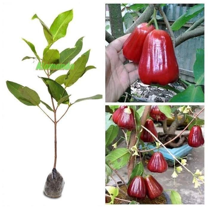 

Terlaris Bibit Tanaman Jambu Air Kusuma Merah