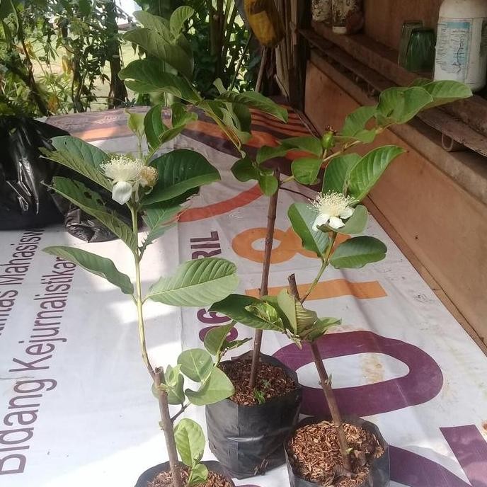 

Terlaris Bibit Jambu Kristal Polybek
