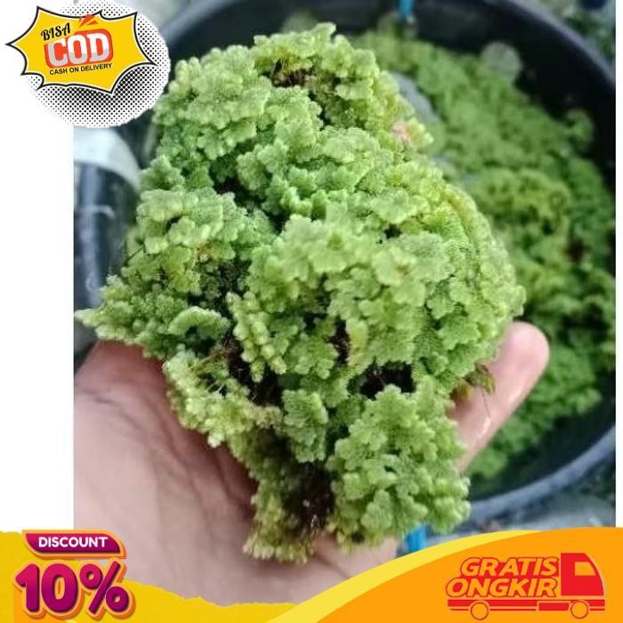 

PROMO AZOLLA 1 KILO AZOLA AZZOLA AZOLLA BERGARANSI MAJELA CITRA