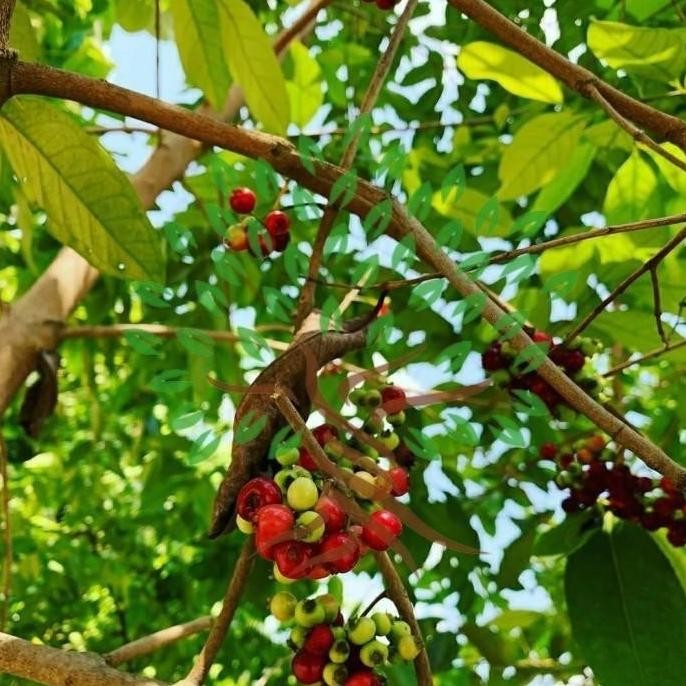 

Terlaris Bibit Tanaman Buah Salam-Bibit Pohon Salam-Daun Salam Bumbu Masak Ee01 Aww