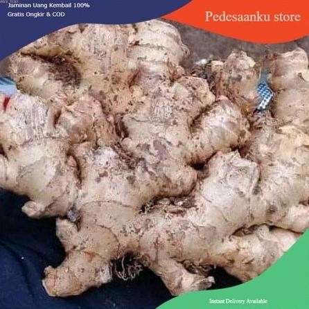 

Terlaris Jahe Emprit Segar Fresh/1Kg Bisa Untuk Bibit