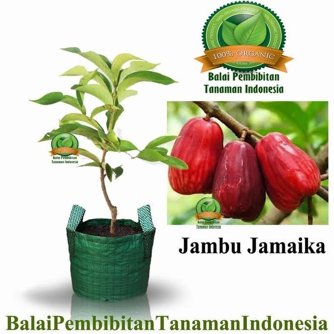 

Terlaris Bibit Jambu Air Jamaika / Bibit Buah / Tanaman