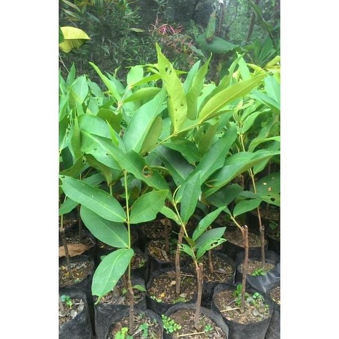 

Terlaris Hott Promo 4 Bibit Jambu Air, Dalhari, Mdh, Citra, Kingrose