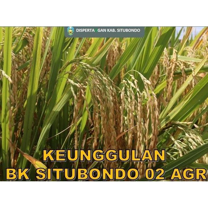 

Terlaris Benih Padi Genjah Bk 02 Situbondo Untuk Panen 75 Hari