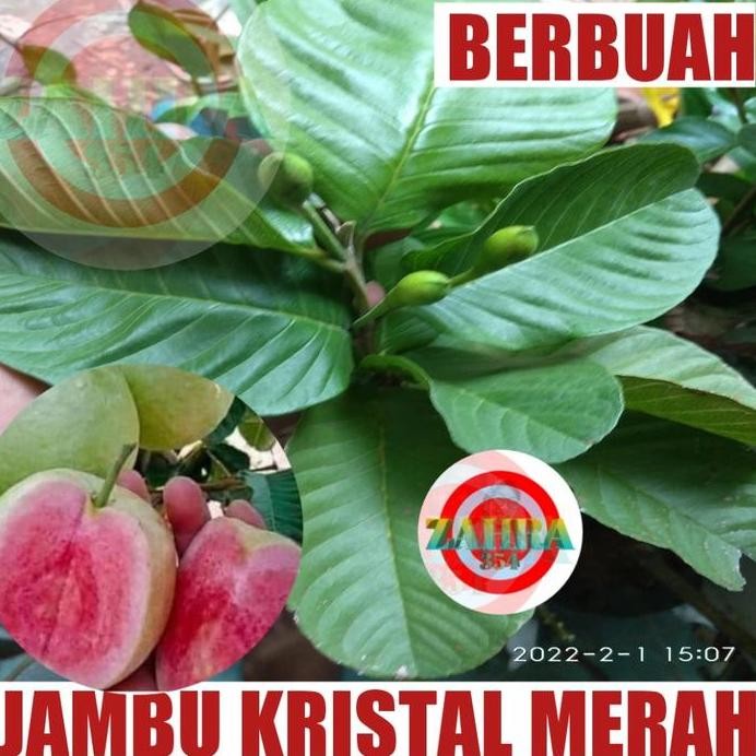 

Terlaris [ Berbuah/Berbunga ] Bibit Tanaman Buah Jambu Kristal Merah Berbuah