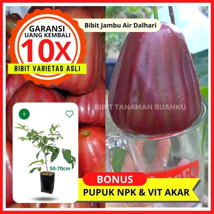

Terlaris Bibit Tanaman Buah Jambu Air Dalhari Unggul, Murah, Bergaransi