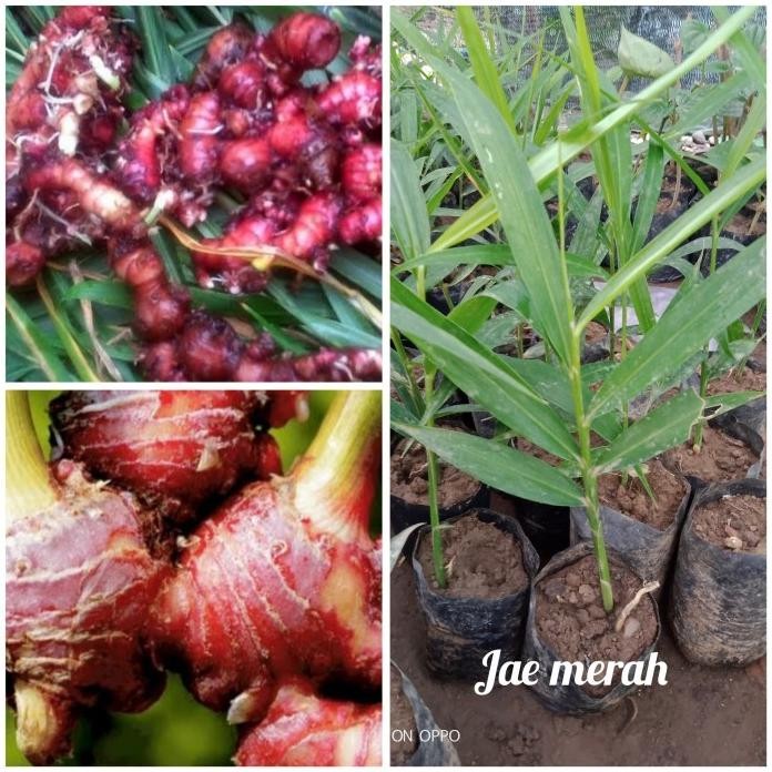 

Terlaris Bibit Jahe Merah Unggul Dan Berkuwalitas Siap Tanam.