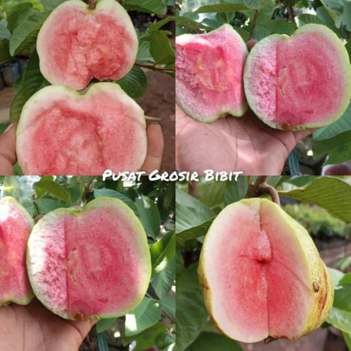 

Terlaris Bibit Jambu Kristal Merah Tanpa Biji
