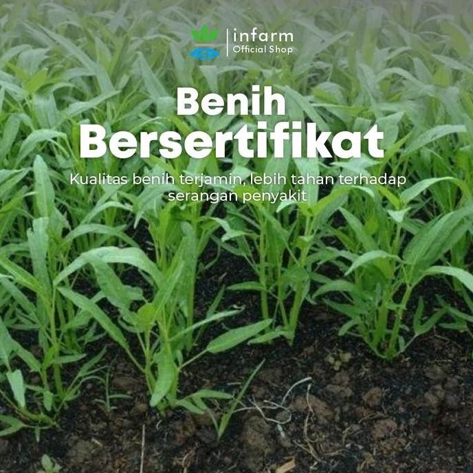 Baru Infarm - Benih Bibit Biji Sayur Kangkung Benih Sayur Sayuran Bibit Benih Tanaman Sayur Kangkung