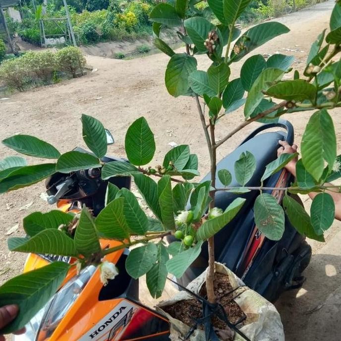 

Terlaris Bibit Jambu Kristal Non Biji Super Kondisi Berbuah