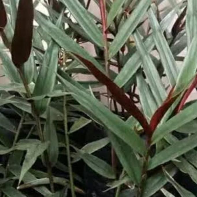 

Terlaris Bibit Jahe Hitam Ulung Asli.Obat Herbal..
