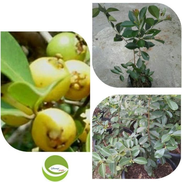 

Terlaris Terlaris Bibit Pohon Buah Jambu Brazil Kuning/Cherry Guava Nnn