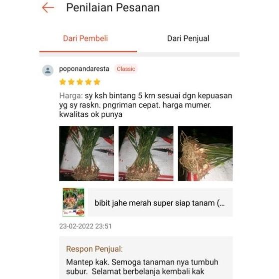 

Terlaris Bibit Jahe Merah Super Siap Tanam ( Beli 100 Gratis 10 Beli 200 Gratis 20 Batang )