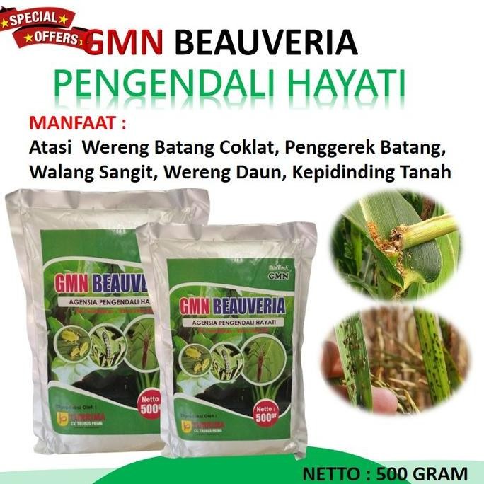

Terlaris Insektisdia Hayati Hama Tanaman Padi,Gmn Beauveria Pengendali Varietas