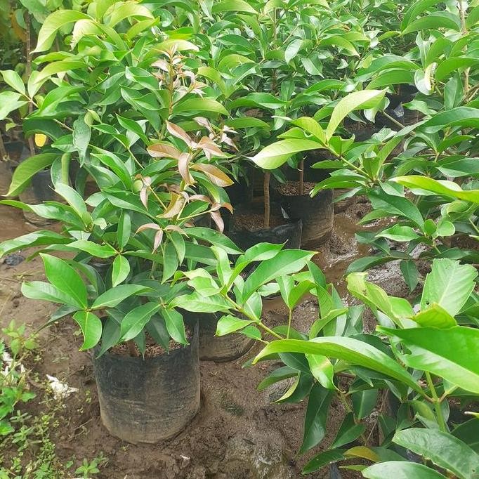 

Terlaris Bibit Jambu Jamaika Cepat Berbuah