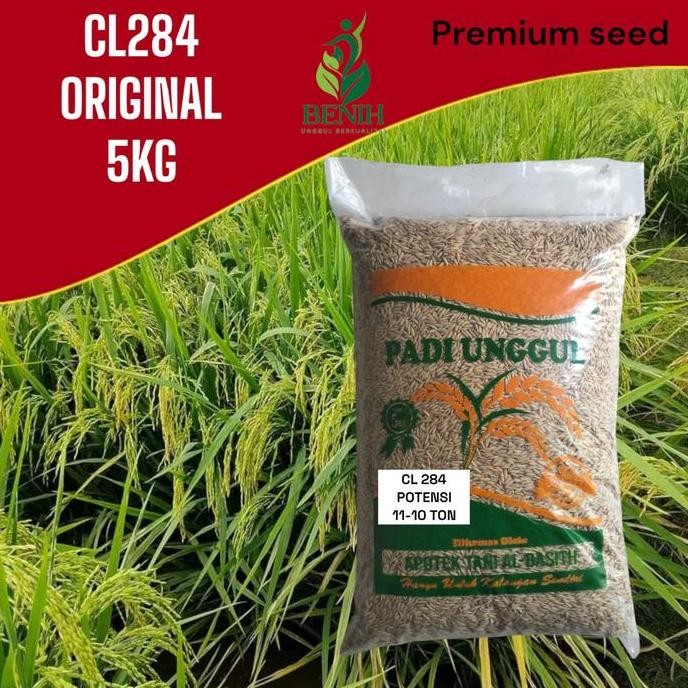 

Terlaris Benih Padi Cl 284 Original Kemasan 5 Kg