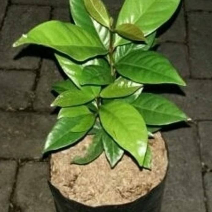 

Terlaris Ekslusif Bibit Tanaman Obat Salam Daun Salam (Syzygium Polyanthum)
