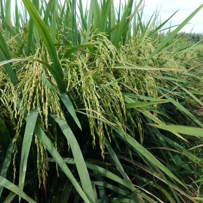 

Terlaris Benih Padi Mr308 Genjah 5Kg