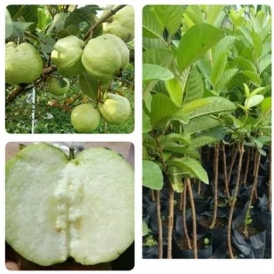 

Terlaris Bibit Jambu Biji Siumik Pala Okulasi