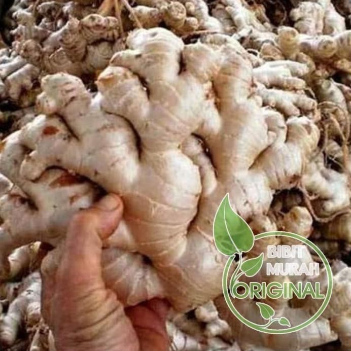

Terlaris Garansi Bibit Jahe Emprit Putih Banyak Manfaat