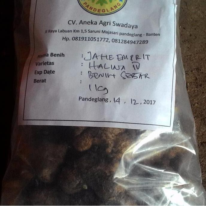 

Terlaris Bibit Jahe Emprit Bersertifikat