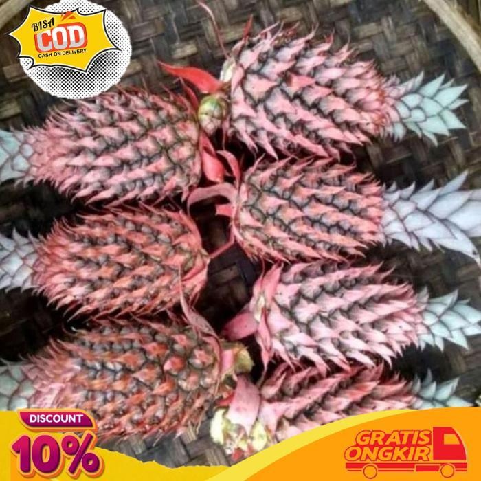 

Terbaik 4Buah Nanas Muda Orderan Masuk Baru Petik Langsung Kupas
