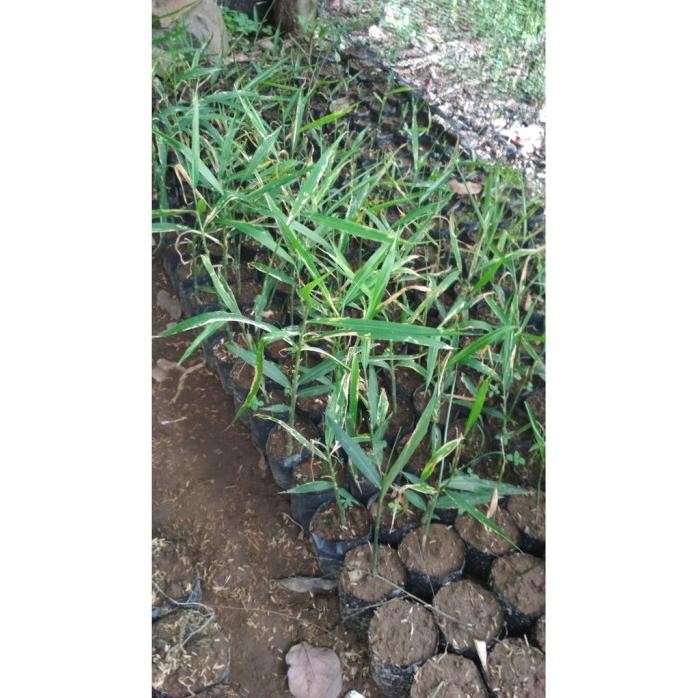 

Terlaris Terbaik Bibit Jahe Emprit