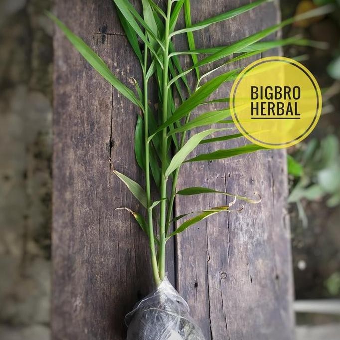 

Terlaris Bibit Jahe Merah Organik