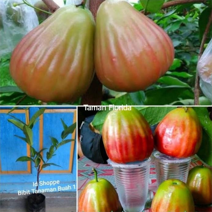 

Terlaris Bibit Tanaman Buah Jambu Air Bajang Leang Cepat Berbuah