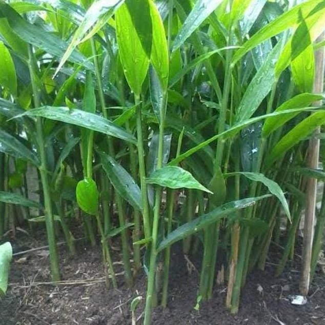 

Terlaris _ Tanaman Herbal Bibit Jahe Biasa