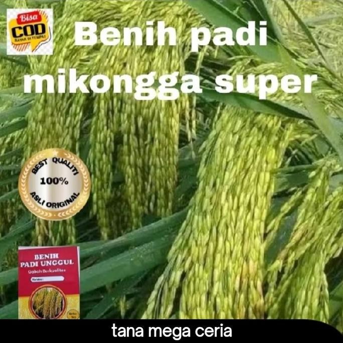 

Terlaris Benih Bibit Padi Ciherang Mikongga 5Kg