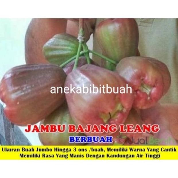 

Terlaris Bibit Jambu Air Bajang Leang Jumbo