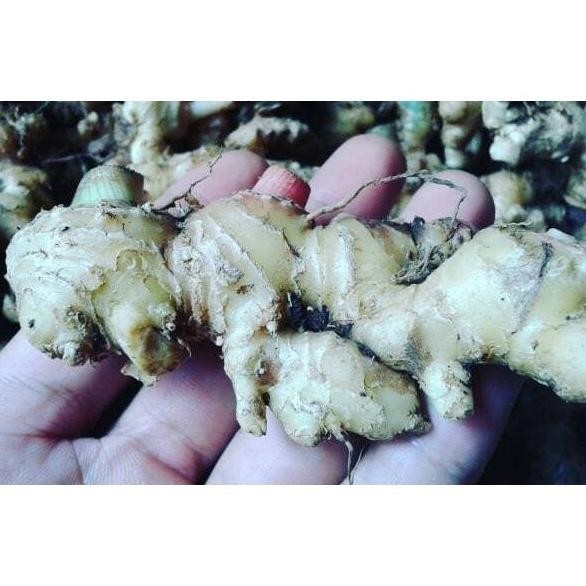 

Terlaris Jahe Emprit Segar Bukan Jahe Gajah Merah Bisa Buat Bibit Cod