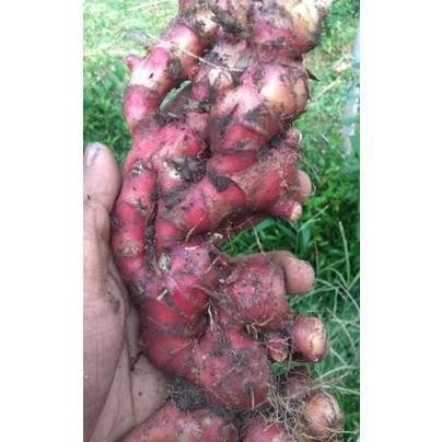

Terlaris 1Kg Jahe Merah Super Segar Tua Untuk Konsumsi Dan Bisa Untuk Bibit