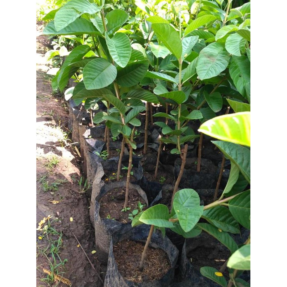 

Terlaris Bibit Tanaman Buah Jambu Sukun Non Biji