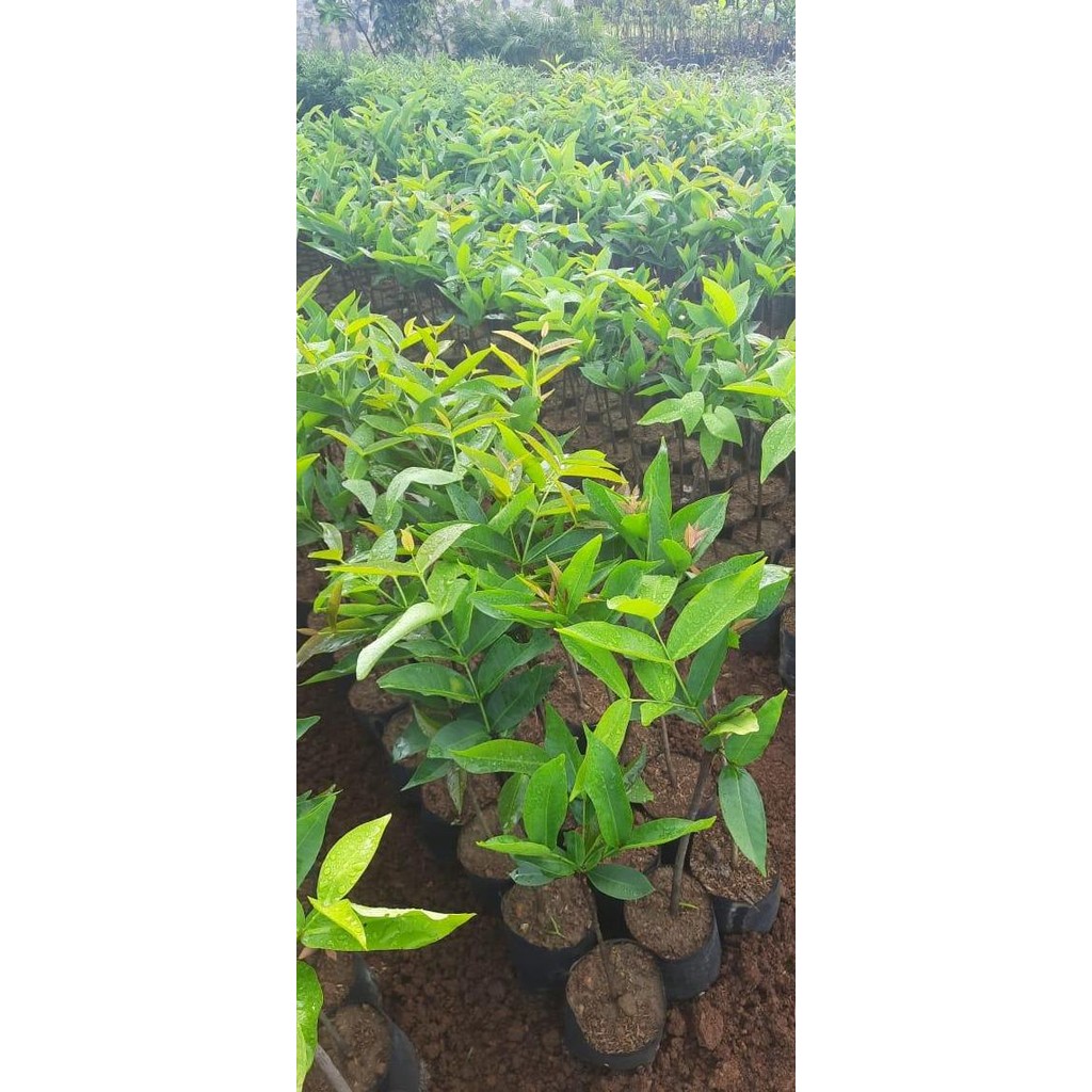

Terlaris Bibit Jambu Air Citra Murah Hida Bibit