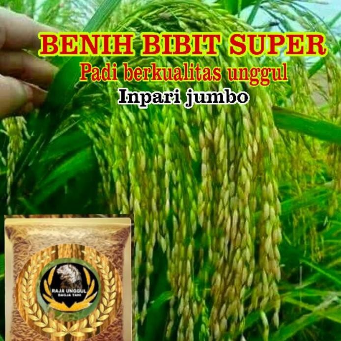 

Terlaris Benih Bibit Padi Super Kualitas Unggul Inpari Jumbo Harga 1 Kg